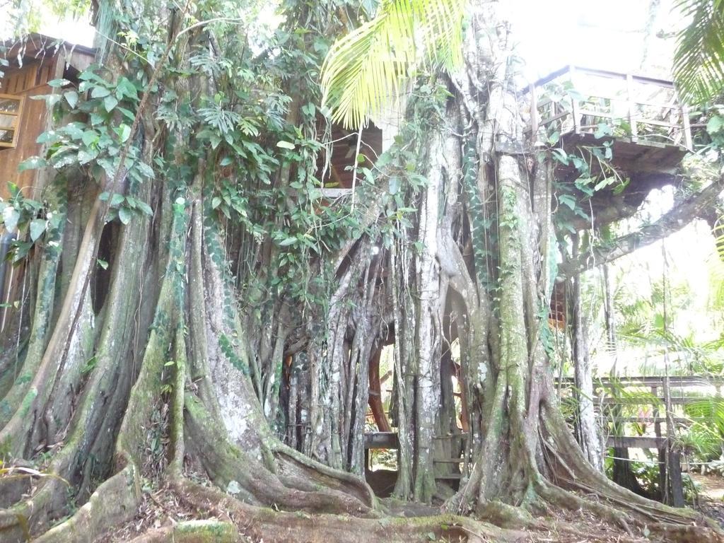 Topos Tree House Cahuita Exterior photo