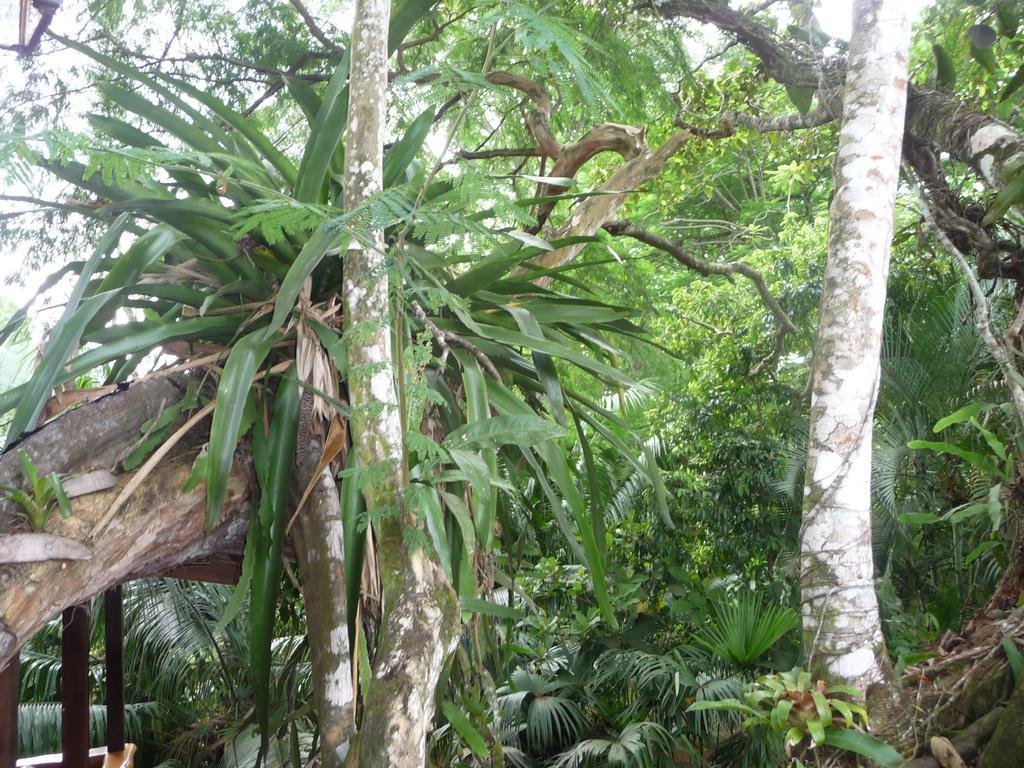 Topos Tree House Cahuita Exterior photo